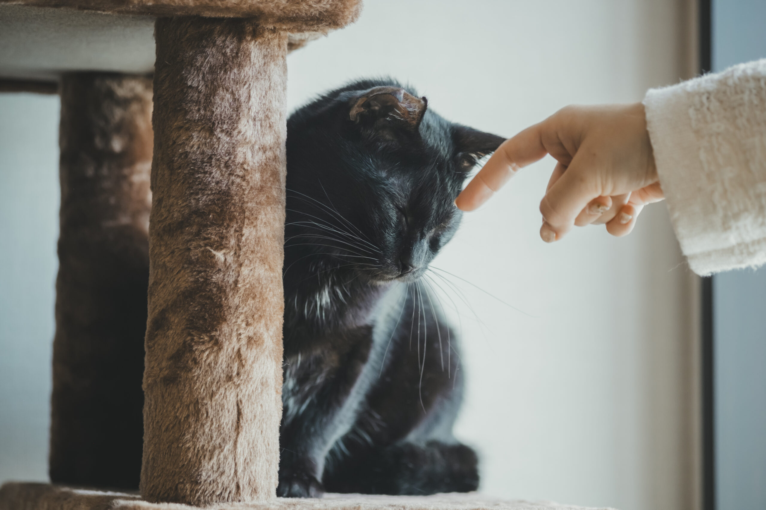 オフィスでの飼育方法について